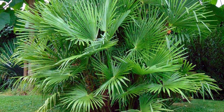 Le palmier à chanvre, Trachycarpus fortunei