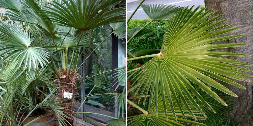 Le palmier miniature de Chusan, Trachycarpus wagnerianus