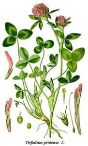 Trèfle, Trifolium : planter, semer, entretenir - Promesse de Fleurs