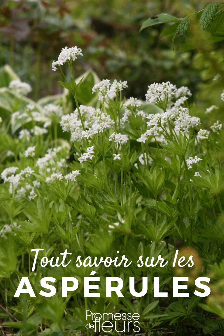 galium tout savoir