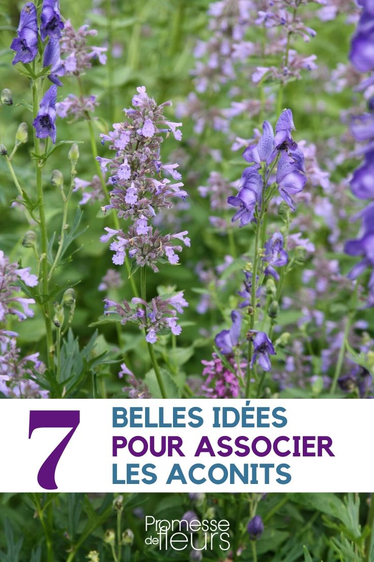 aconitum : idées d'association