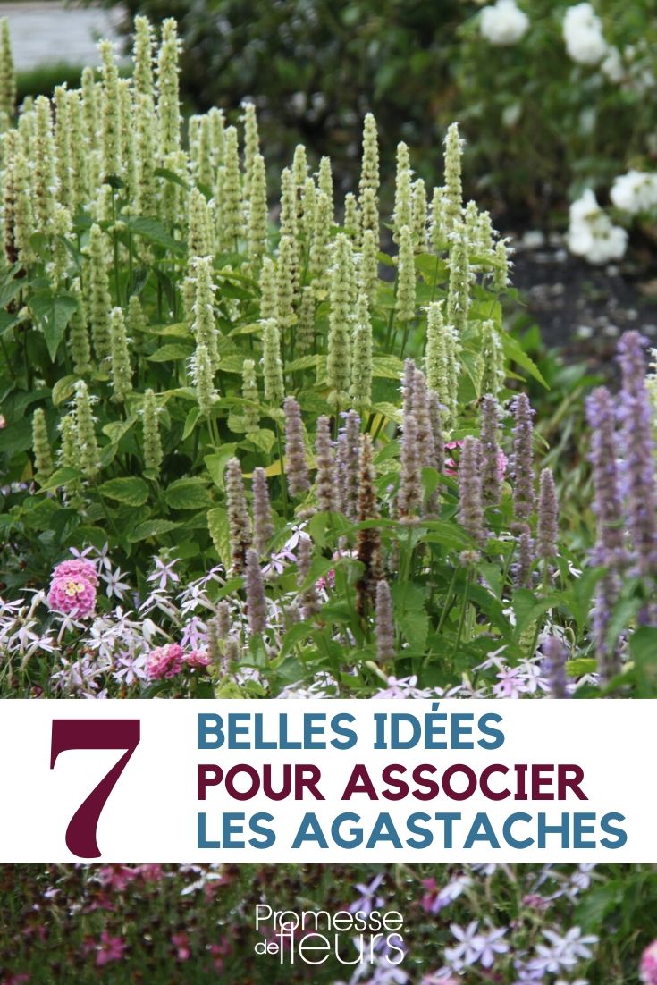 agastache : idées d'association