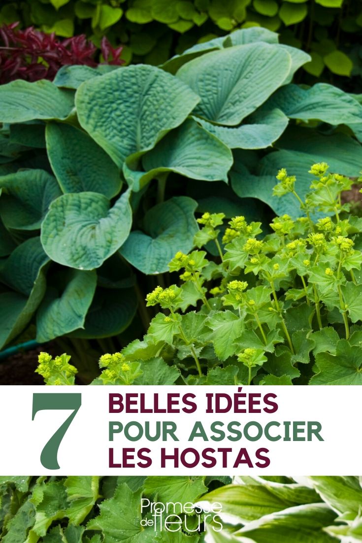 7 idées d'association pour jardin japonais - Promesse de Fleurs