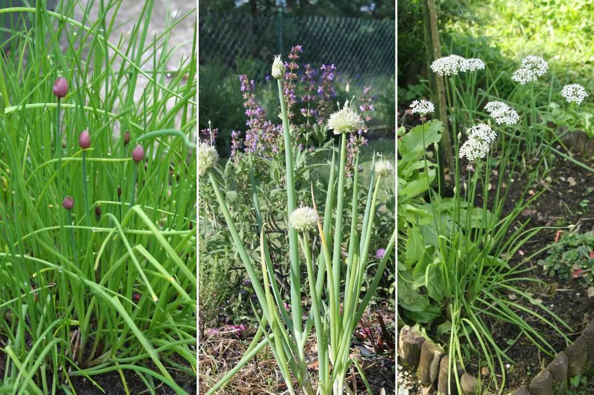 ciboulette, ciboule au jardin