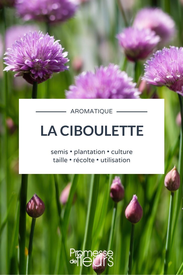 ciboulette, ciboule tout savoir