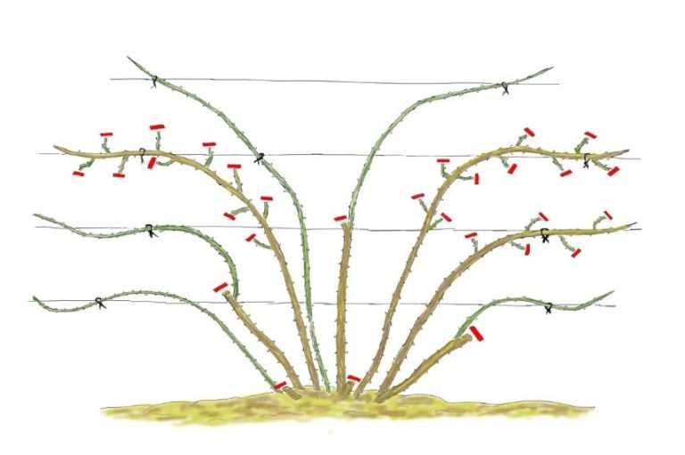 Taille Des Rosier Grimpant