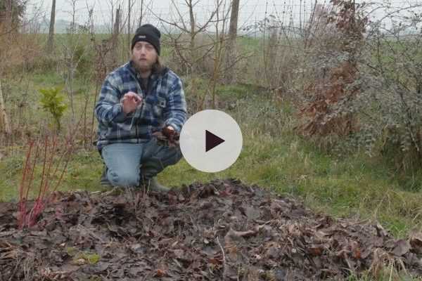 Bien utiliser ses feuilles mortes - Tuto vidéo