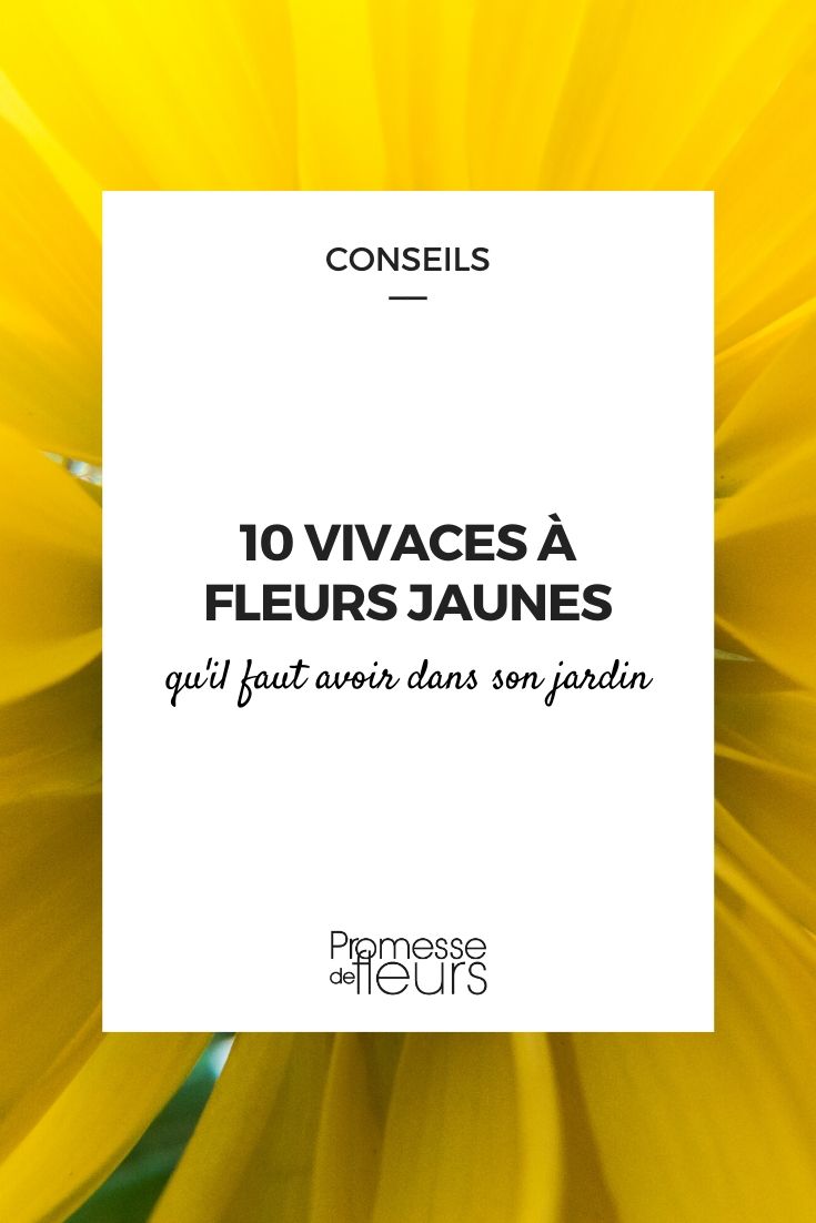 fleurs jaunes : les plantes vivaces inspensables