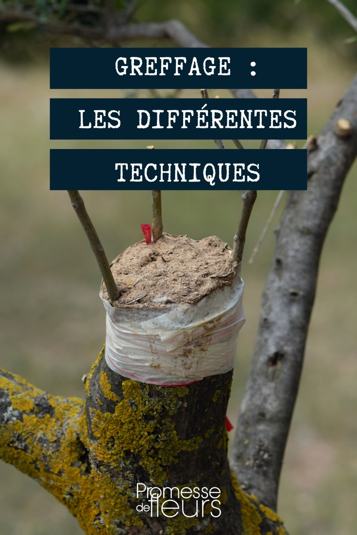 Greffer un arbre : les différentes techniques