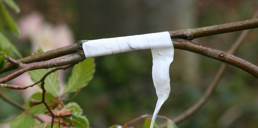 Greffer les arbres : les différentes techniques et nos explications pour  les réussir