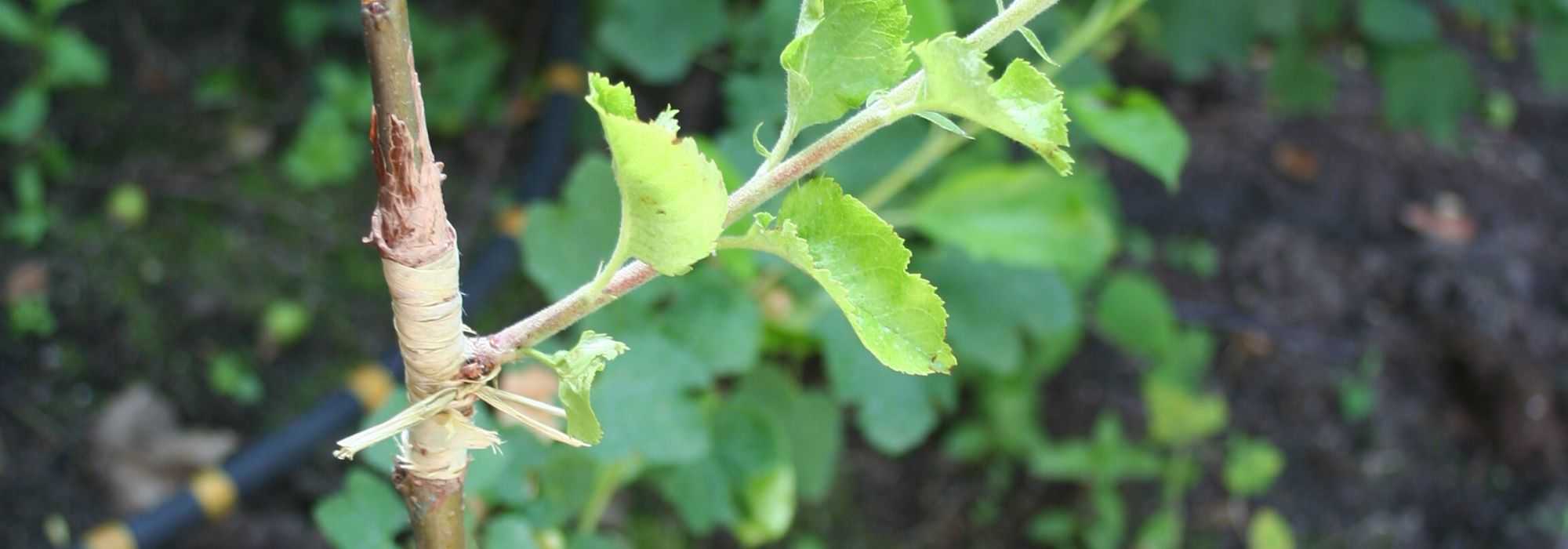 Greffage d'arbres fruitiers : un jardinier expérimenté est greffé