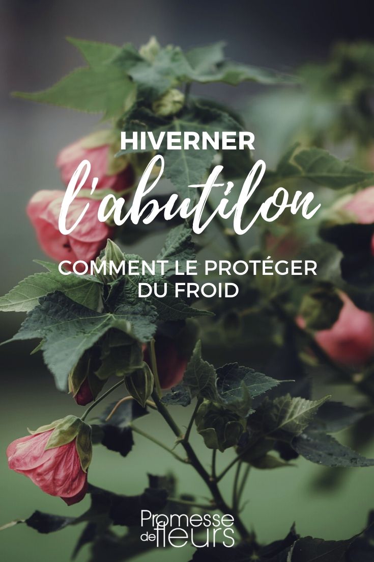 Abutilon : le protéger du froid en hiver