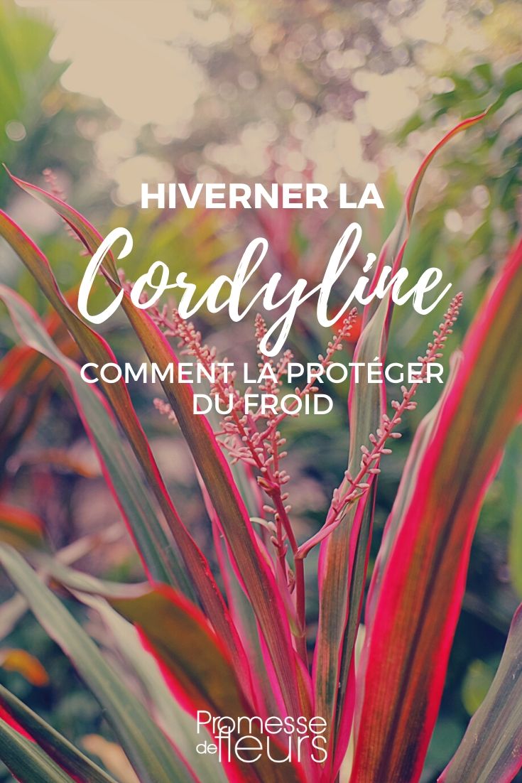 Cordyline : la protéger du froid en hiver