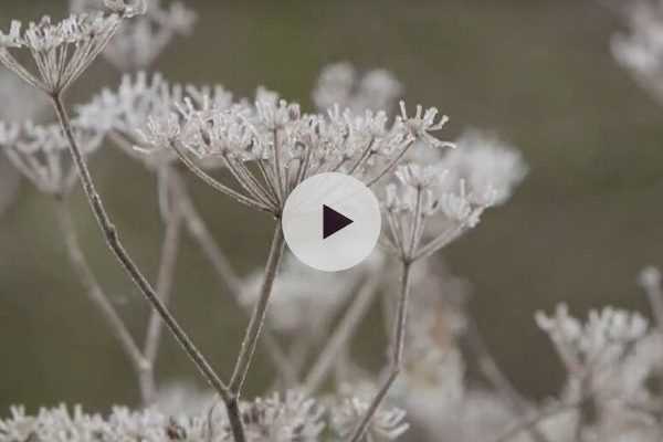 Aider les insectes et les animaux du jardin en hiver