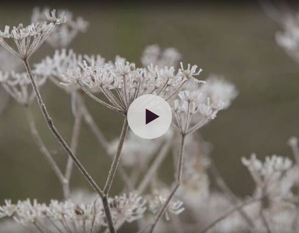 Aider les insectes et les animaux du jardin en hiver