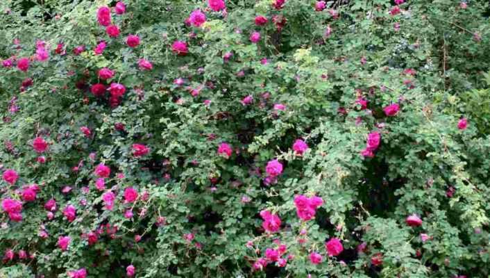 La taille des rosiers anciens