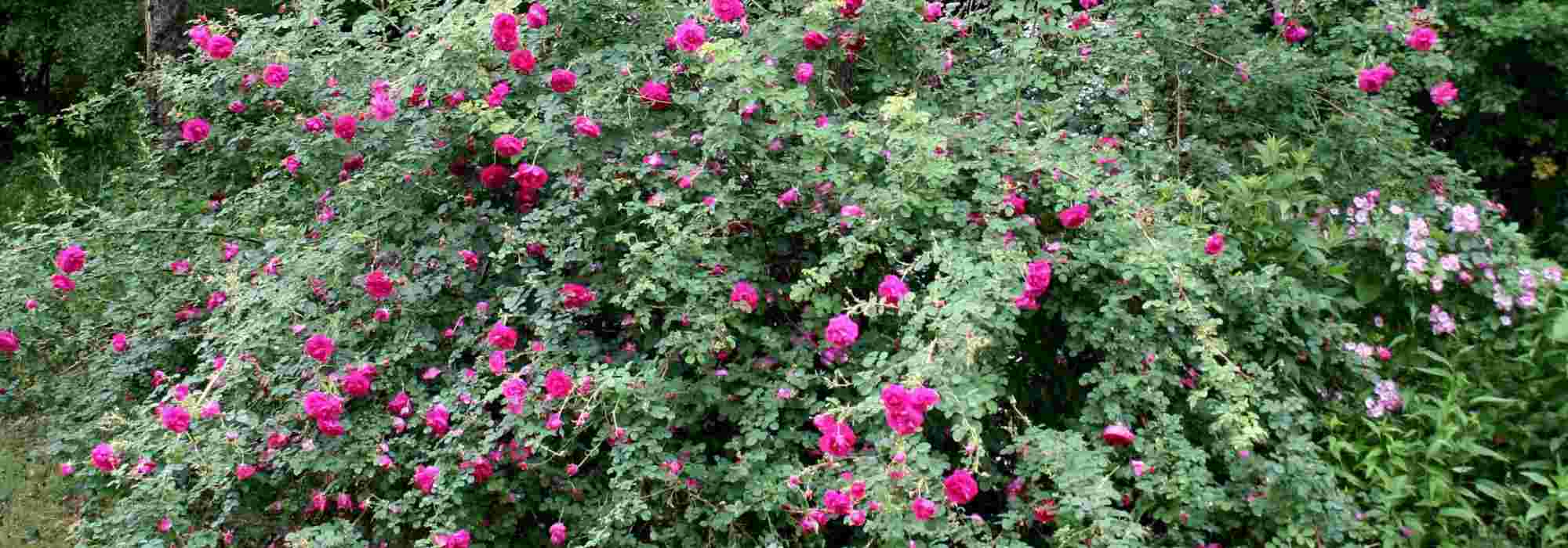 La taille des rosiers anciens