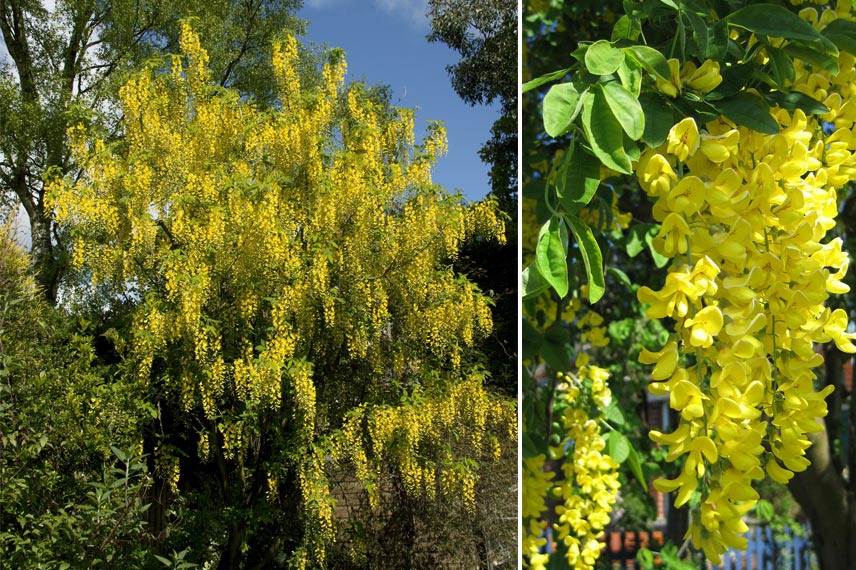 Laburnum cytisus, cytise