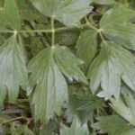 Livèche, Ache des Montagnes : semer, planter, cultiver