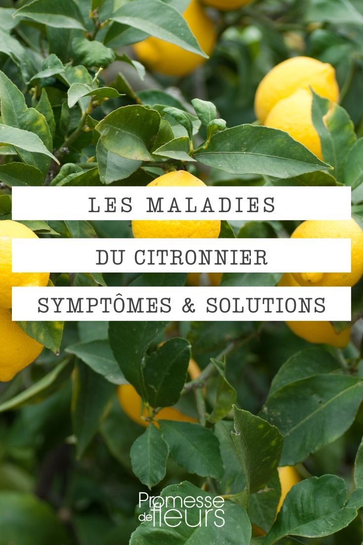 Les maladies du citronnier