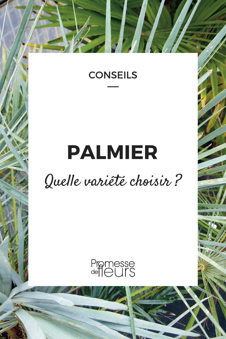 Comment choisir un palmier ?