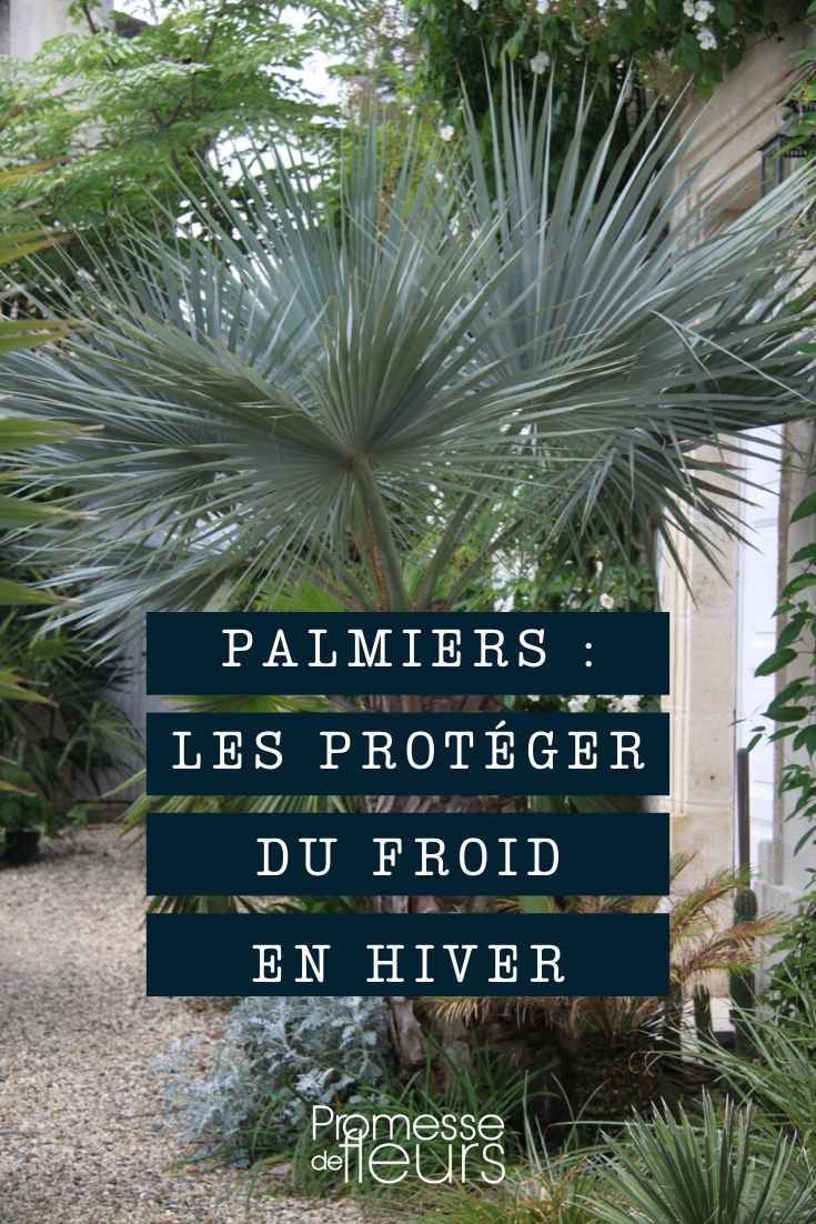 palmier : protéger du froid