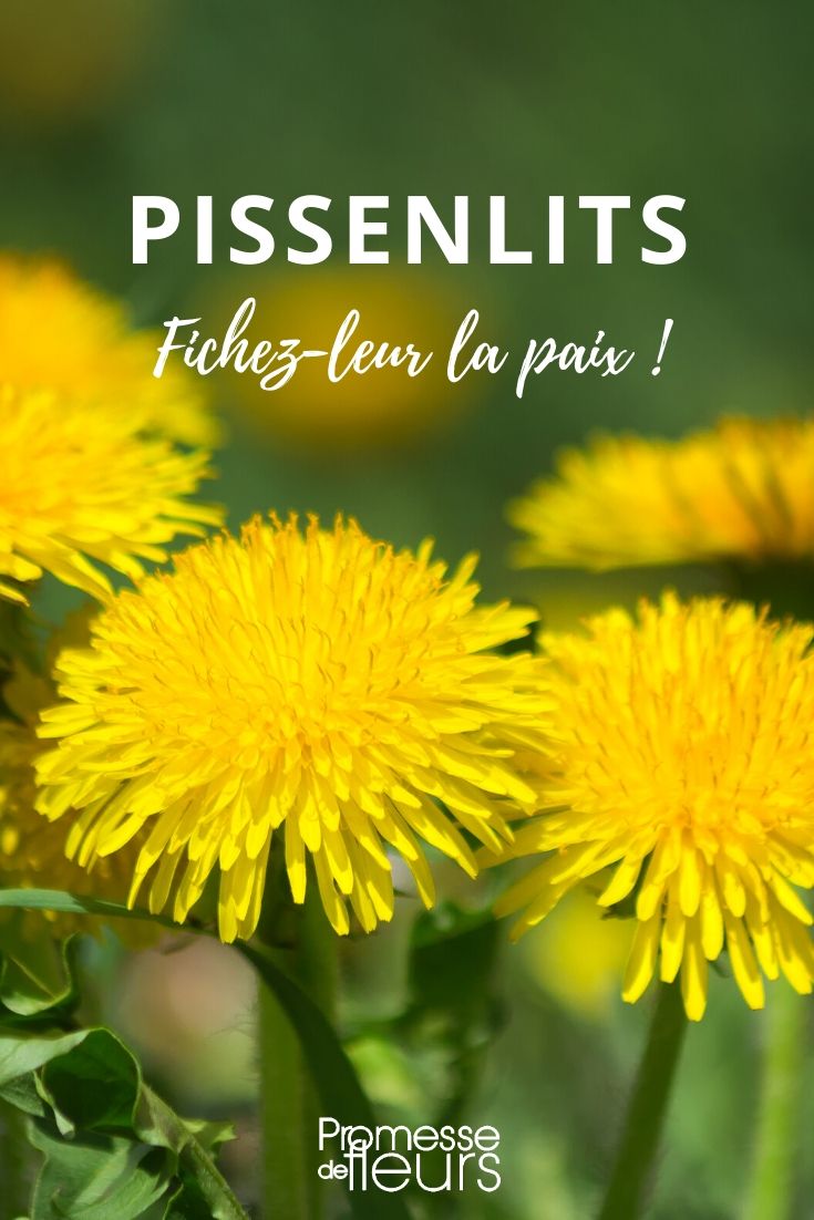 pissenlits au jardin : fichez leur la paix