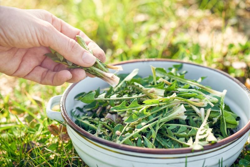 Les filets de protection et de récolte - Jardinet - Équipez votre jardin au  meilleur prix