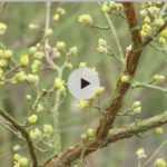 Un beau jardin en hiver - Découverte de plantes et inspiration