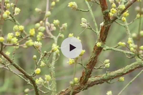 Un beau jardin en hiver - Découverte de plantes et inspiration