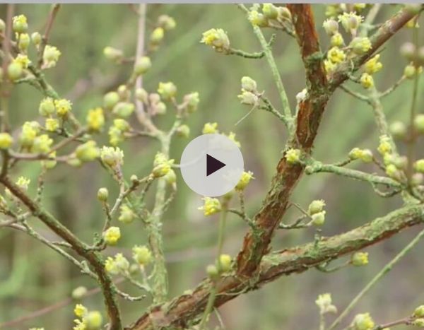 Un beau jardin en hiver - Découverte de plantes et inspiration