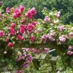 Quand tailler un rosier grimpant et comment bien le faire ?