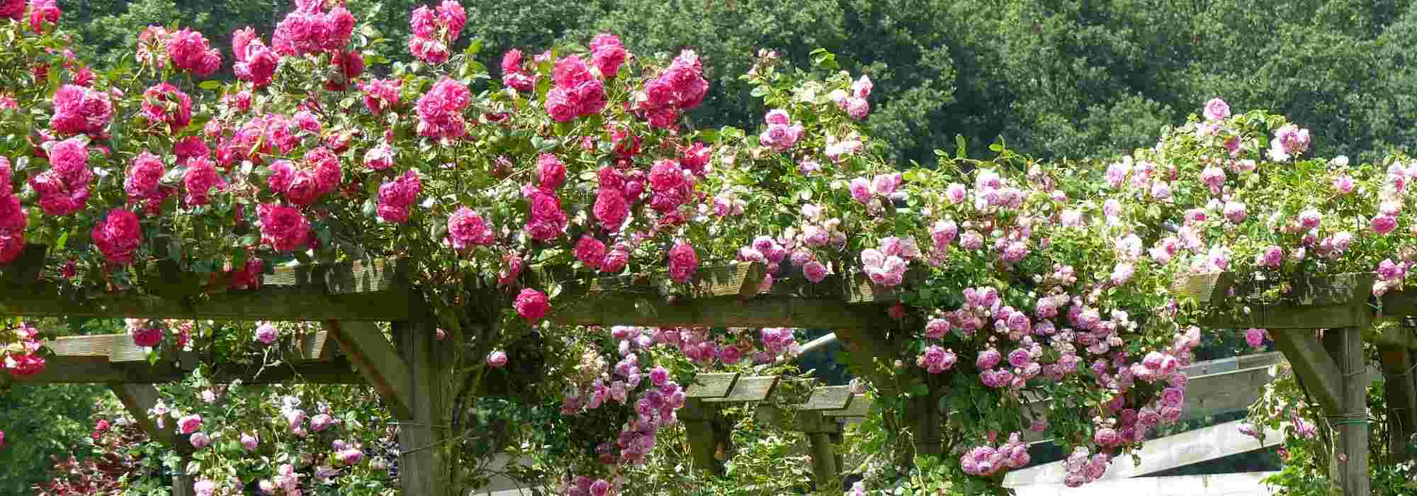 Quand tailler un rosier grimpant et comment bien le faire ?