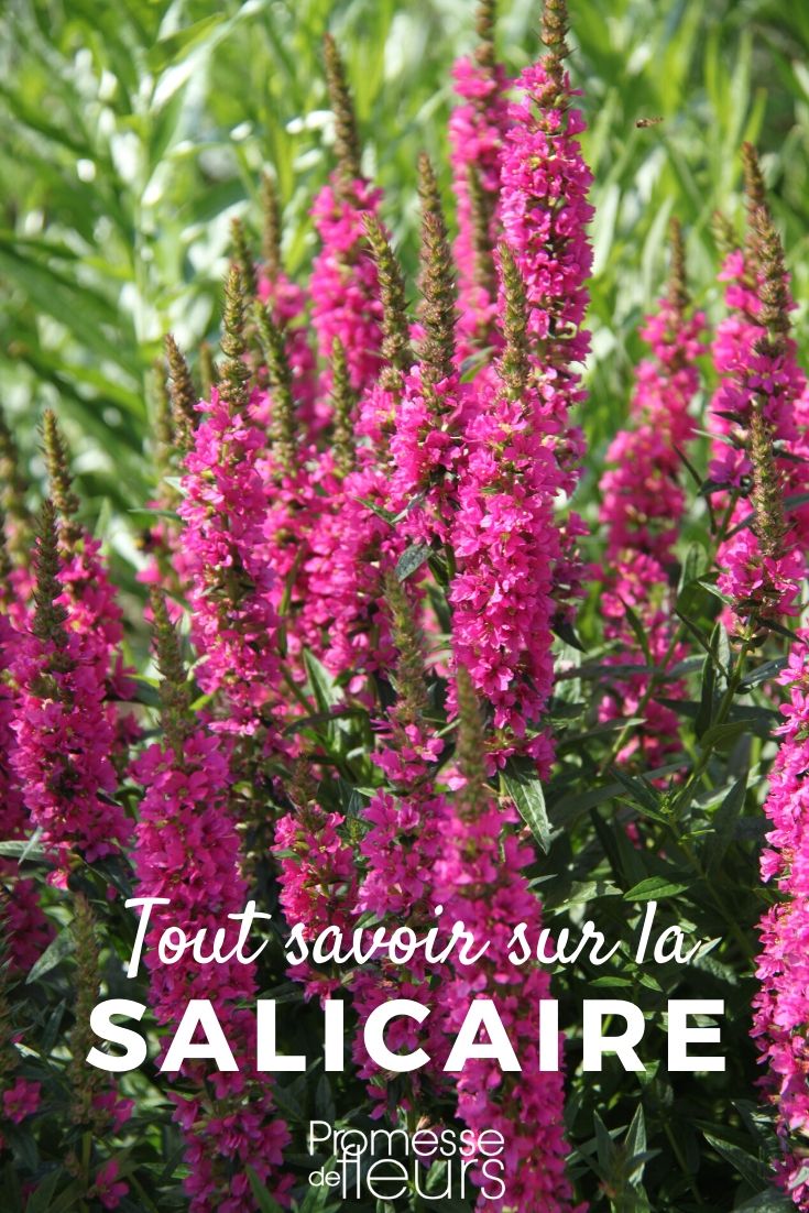 lythrum tout savoir