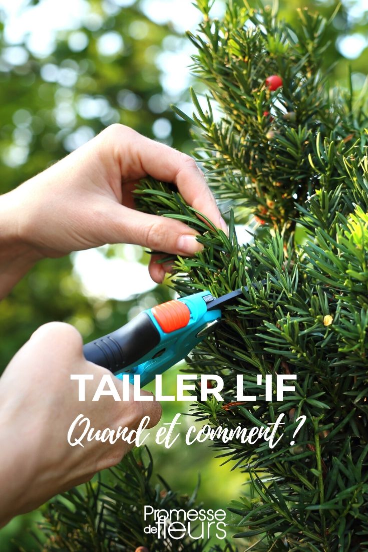 La taille de l'If (taxus)