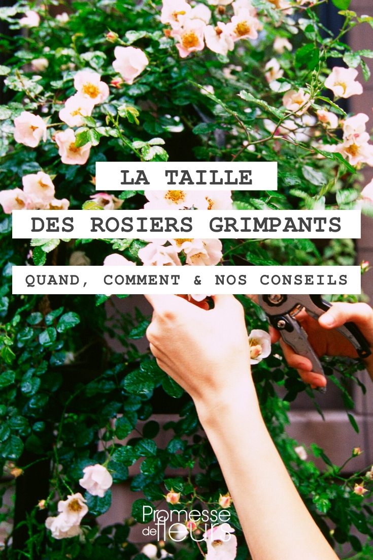 Rosier grimpant : taille