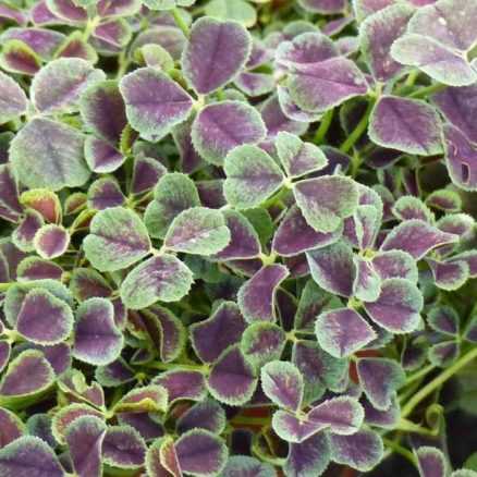 Graines De Trèfle Blanc - 50g Pour Sol Vivant Et Jardin Naturel | Couvre-sol Azoté, Prairie Fleurie, Engrais Vert - 4