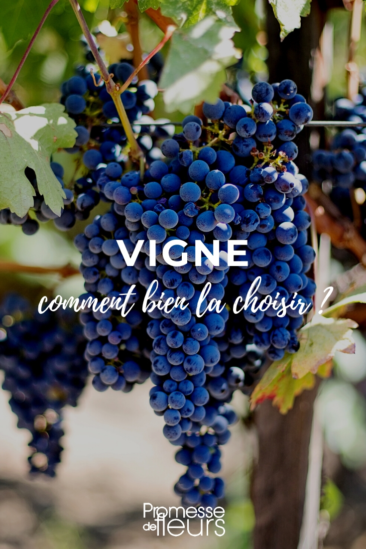 Vigne : faire le bon choix - Guide d'achat