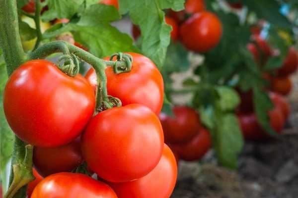 Nos tomates et poivrons menacés : le ToBRFV, un nouveau virus arrive en Europe