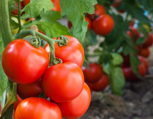 Nos tomates et poivrons menacés : le ToBRFV, un nouveau virus arrive en Europe
