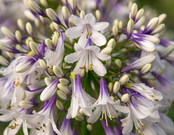 Plantes vivaces, nos nouveautés pour le printemps 2020