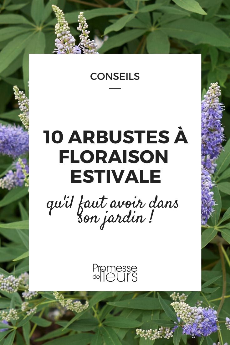 10 Arbustes A Floraison Estivale Qu Il Faut Avoir Dans Son Jardin Notre Selection 10 Arbustes A Floraison Estivale Qu Il Faut Avoir Dans Son Jardin Notre Selection