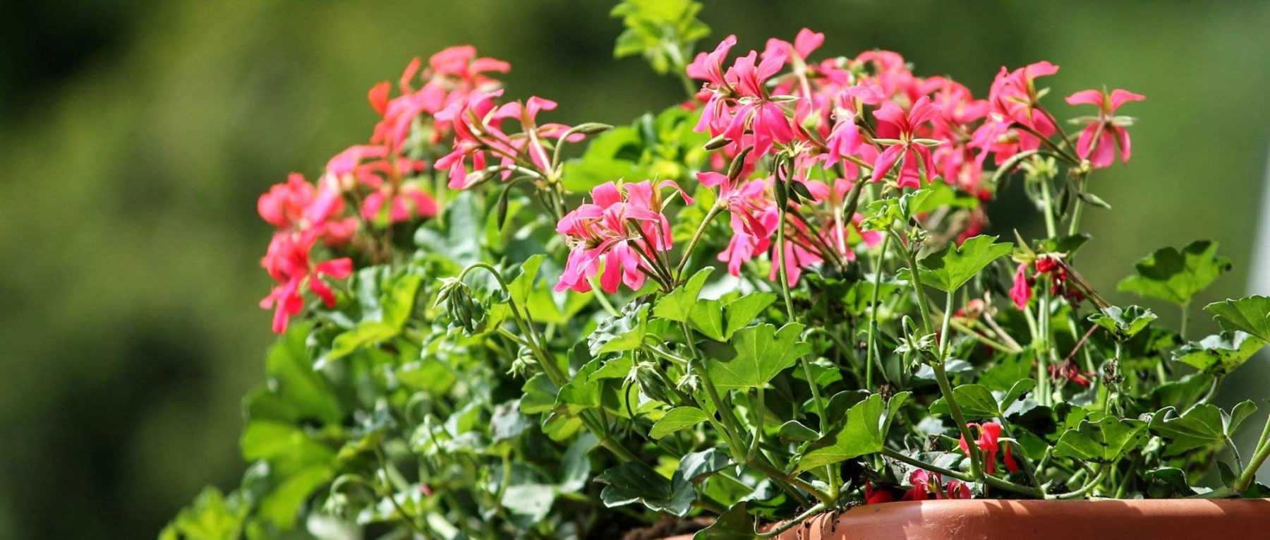 Comment bien choisir la taille d'un pot de fleur ? - Gamm vert