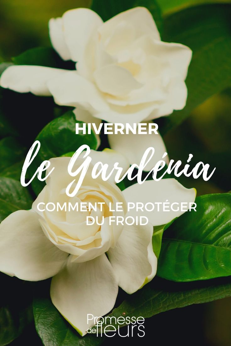 Gardenia : le protéger du gel