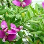 Polygala : planter, tailler et entretenir