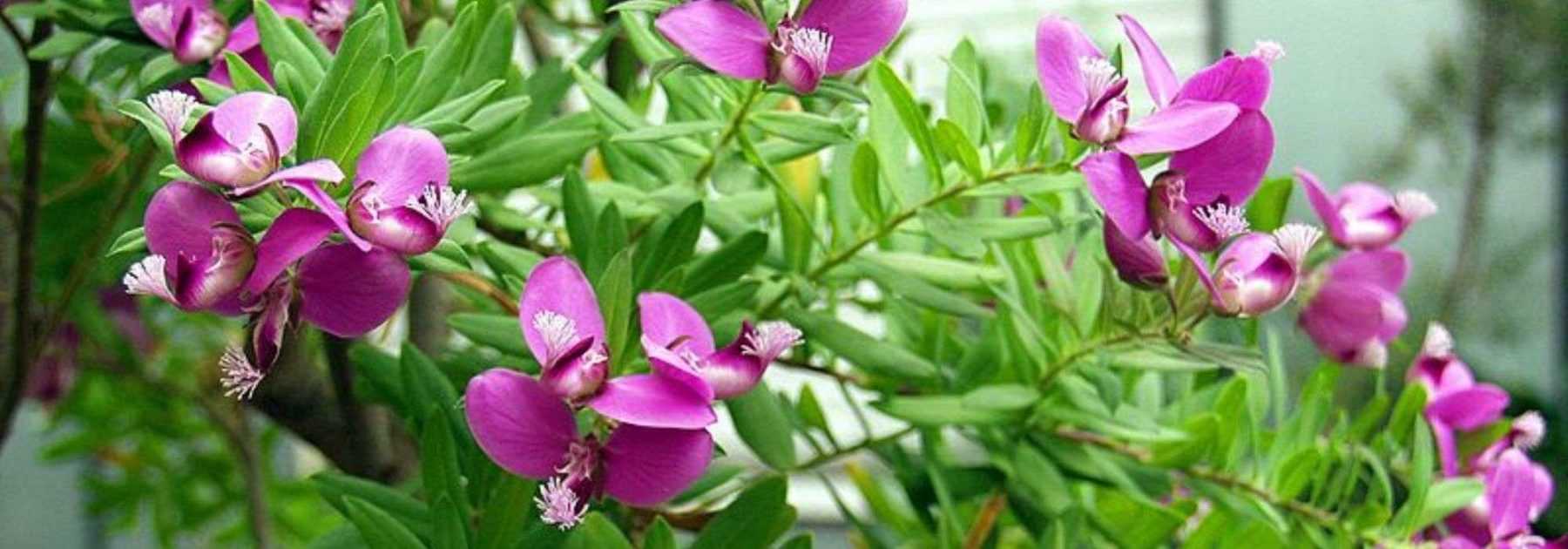 Polygala : planter, tailler et entretenir