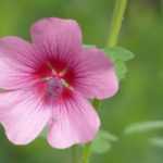 Anisodontea : plantation, entretien, taille