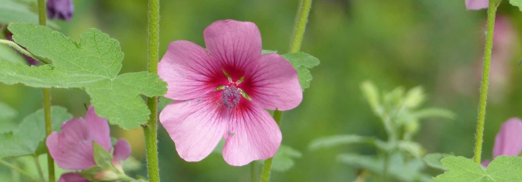 Anisodontea : plantation, entretien, taille