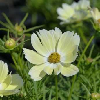 6 nouvelles annuelles en mini-mottes pour des jardinières fleuries originales et à petits prix