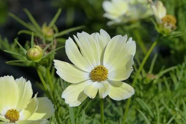 6 nouvelles annuelles en mini-mottes pour des jardinières fleuries originales et à petits prix